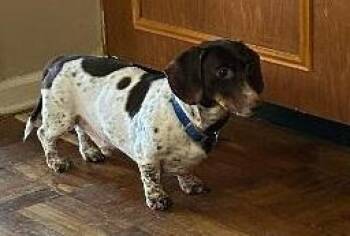 Dachshund Dogs Available for Adoption in Georgetown, Kentucky - TEDDY PIEBALD | PetCurious