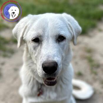 Colette -  Great Pyrenees and Akbash Dog for Adoption in Spring, Texas - Colette | PetCurious