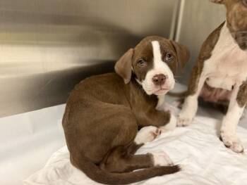 American Bulldog Dogs Available for Adoption in Doral, Florida - ARNOLD | PetCurious