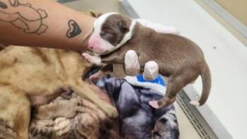 Magnus -  Black Mouth Cur and Mixed Breed Dog Available for Adoption in Picayune, Mississippi - Magnus | PetCurious
