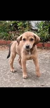 Chocolate Labrador Retriever Dogs Available for Adoption - Pebbles | PetCurious