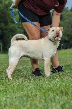 Rescue Shar Pei Dogs for Adoption in Chester Springs, Pennsylvania - Truffles | PetCurious
