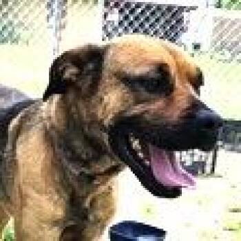 Rescue Mastiff Dogs for Adoption in San Luis, Colorado - Marvel | PetCurious