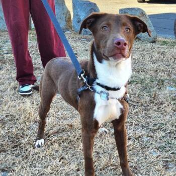 Labrador Retriever Dogs Available for Adoption - Toffee | PetCurious