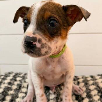 Mixed Breed Dogs Available for Adoption in Buffalo, Minnesota - Dropping | PetCurious