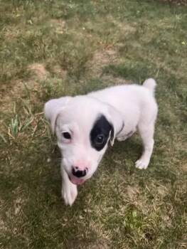 Ronaldo -  Mixed Breed Dog for Adoption in Wyoming, Michigan - Ronaldo | PetCurious