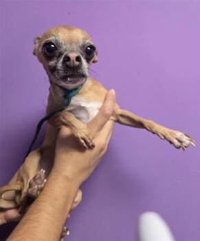 61142927 -  Chihuahua and Mixed Breed Dog for Adoption in El Paso, Texas - 61142927 | PetCurious