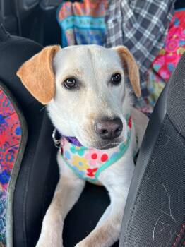 Evie -  Labrador Retriever Dog for Adoption in Auburn, Kansas - Evie | PetCurious