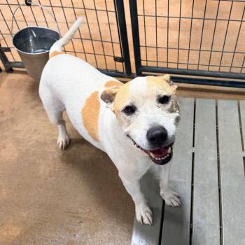 Boss -  Mixed Breed Dog for Adoption in Rocky Mount, Virginia - Boss | PetCurious
