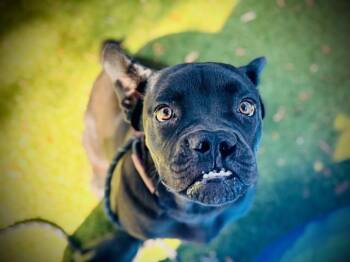 Pit Bull Terrier and Mixed Breed Dogs Available for Adoption in Orlando, Florida - STORM | PetCurious