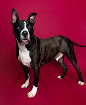 Rescue Mixed Breed Dogs for Adoption in Traverse City, Michigan - Marty Mcfly | PetCurious