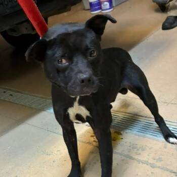 Undertaker -  Mixed Breed Dog for Adoption in Gadsden, Alabama - Undertaker | PetCurious