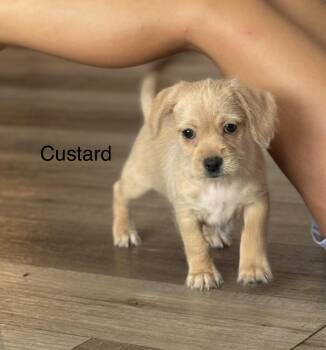 Custard -  Beagle Dog for Adoption in Lafayette, California - Custard | PetCurious