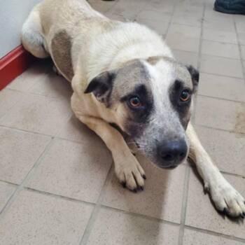 Oliver -  Australian Cattle Dog Blue Heeler and Mixed Breed Dog for Adoption in Erie, Pennsylvania - Oliver | PetCurious