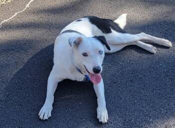 Vista -  Border Collie Dog for Adoption in Bend, Oregon - Vista | PetCurious