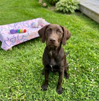 Labrador Retriever Dogs Available for Adoption in St. Augustine, Florida - Copper | PetCurious
