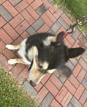 Jake -  Husky Dog for Adoption in Bryan, Ohio - Jake | PetCurious