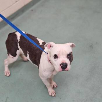 Zoey Khami -  Mixed Breed Dog for Adoption in Memphis, Tennessee - Zoey Khami | PetCurious