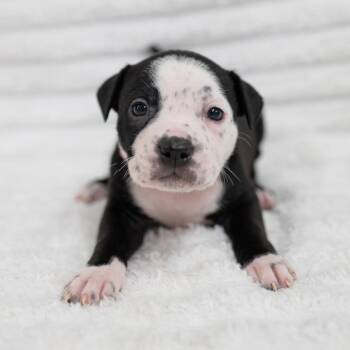 Rumi -  Labrador Retriever and Rottweiler Dog Available for Adoption in Fulton, Missouri - Rumi | PetCurious