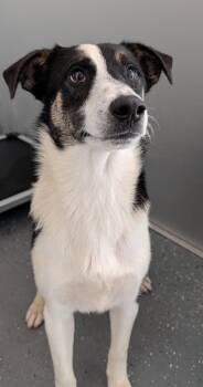 Pip -  Mixed Breed Dog for Adoption in Shelbyville, Tennessee - Pip | PetCurious