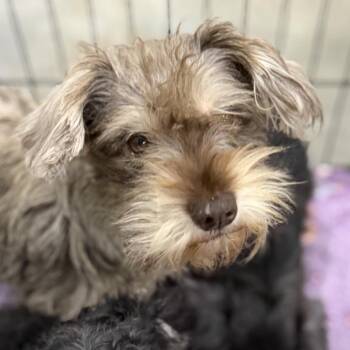 Maggie -  Schnauzer and Yorkshire Terrier Dog for Adoption in Birmingham, Alabama - Maggie | PetCurious