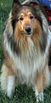 Elvis -  Collie Dog for Adoption in Mocksville, North Carolina - Elvis | PetCurious