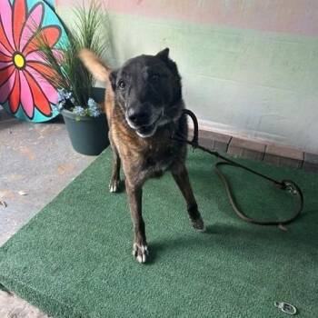Joe -  Belgian Shepherd Malinois and Mixed Breed Dog for Adoption in Long Beach, California - Joe | PetCurious