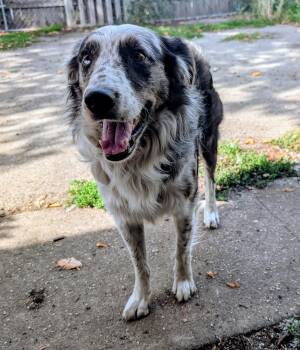 Rookie -  Australian Shepherd and Border Collie Dog for Adoption in Coeur D