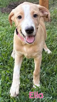 Rescue Irish Wolfhound Dogs for Adoption in Warwick, Rhode Island - Ella JC In MS | PetCurious