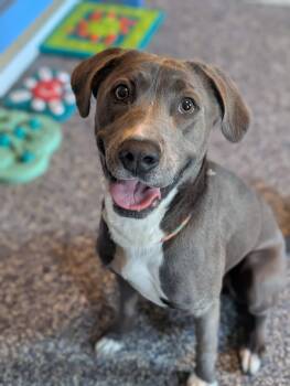 Labrador Retriever and Rhodesian Ridgeback Dogs Available for Adoption in Holly Springs, North Carolina - Freddy | PetCurious