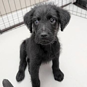 Labrador Retriever Dogs Available for Adoption - Fluffy | PetCurious