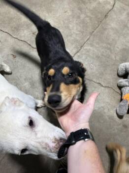 Macy -  Mixed Breed Dog for Adoption in Papillion, Nebraska - Macy | PetCurious