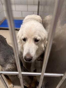 Great Pyrenees and Mixed Breed Dogs Available for Adoption in North Richland Hills, Texas - Paloma | PetCurious