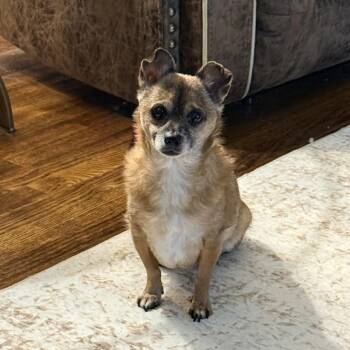 Marley Sue -  Chihuahua and None Dog for Adoption in Helena, Alabama - Marley Sue | PetCurious