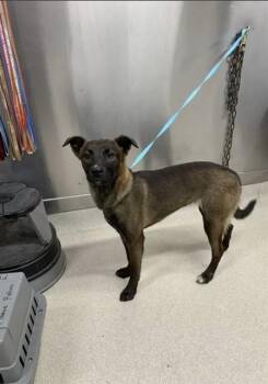 DOTTIE -  Belgian Shepherd Malinois and Husky Dog for Adoption in Fairbanks, Alaska - DOTTIE | PetCurious