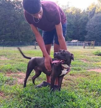 Rescue Pit Bull Terrier Dogs for Adoption in Gillsville, Georgia - Luce | PetCurious