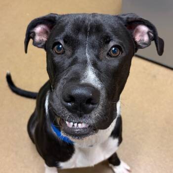 Shadow -  Mixed Breed Dog for Adoption in Chattanooga, Tennessee - Shadow | PetCurious