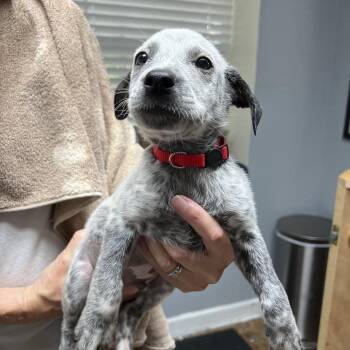Maddox -  Australian Cattle Dog Blue Heeler Dog for Adoption in Mount Pleasant, Texas - Maddox | PetCurious