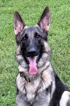Forrest -  German Shepherd Dog and Belgian Shepherd Malinois Dog for Adoption in Johnston, Iowa - Forrest | PetCurious