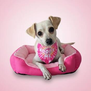 Pattie -  Chihuahua and Dachshund Dog for Adoption in Los Angeles, California - Pattie | PetCurious