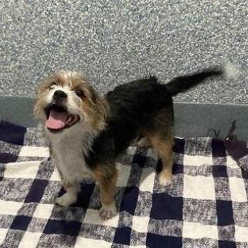 Chester -  Terrier and Mixed Breed Dog for Adoption in Hawthorne, California - Chester | PetCurious