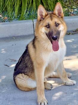 German Shepherd Dog Dogs Available for Adoption in Lodi, California - Ranger | PetCurious