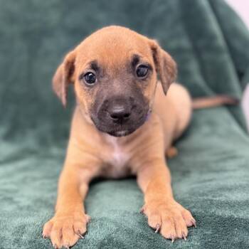 Pit Bull Terrier and Mixed Breed Dogs Available for Adoption in St. Peters, Missouri - Dawn | PetCurious