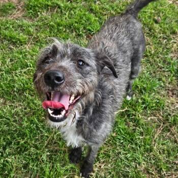Schnauzer Dogs Available for Adoption - Winfrey | PetCurious
