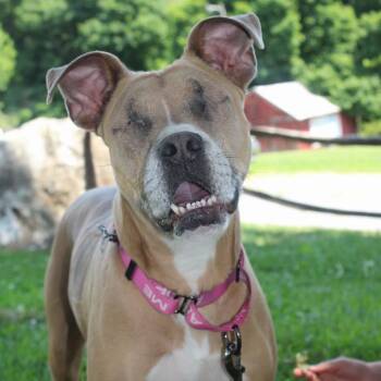 Ivy -  Pit Bull Terrier and Mixed Breed Dog for Adoption in York, Pennsylvania - Ivy | PetCurious