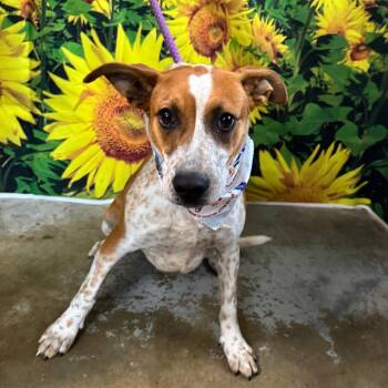 Australian Cattle Dog Blue Heeler Dogs Available for Adoption in Lowell, Arkansas - Bacon | PetCurious