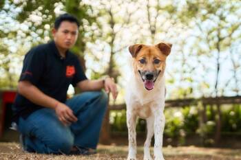 Australian Shepherd and Jindo Dogs Available for Adoption in Ramona, California - Khobkhet (Soi Dog) | PetCurious