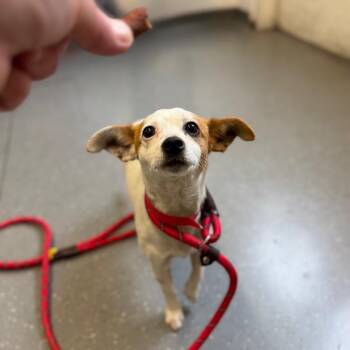 Goosebump -  Parson Russell Terrier Dog for Adoption in Los Angeles, California - Goosebump | PetCurious