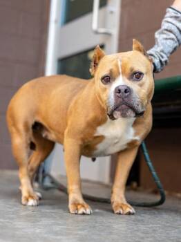 Mixed Breed Dogs Available for Adoption in Chamblee, Georgia - Liza- IN FOSTER | PetCurious