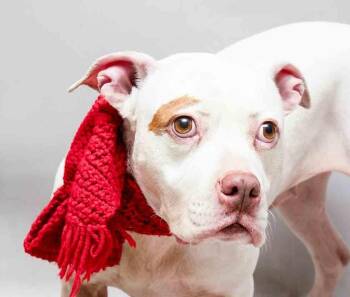 Terrier Dogs Available for Adoption - Bambi | PetCurious